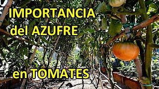 AZUFRE para las TOMATERAS para que Sirve y cómo Usarlo