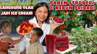 PANEN STROBERI DI KEBUN PRIBADI LANGSUNG BIKIN ICE CREAM UNTUK ANAK-ANAK