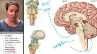 Brain 8- Metencephalon