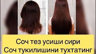 Сочларингиз тез усишини истайсизми