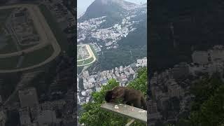 Wild Monkey Rio De Janiero Brazil 