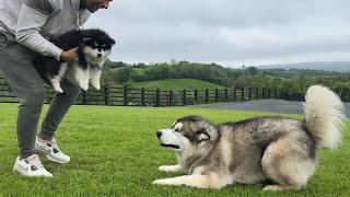 Giant Husky Reacts To New Puppy Outside Theyre So Cute