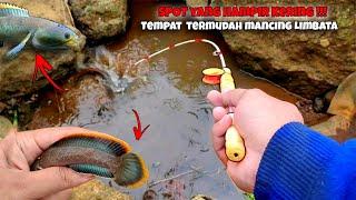 PALING MUDAH ‼️ Mancing Channa Limbata di tempat seperti ini