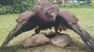 Elang Brontok Hitam  Changeable Hawk Eagle Dark Morph Nisaetus Cirrhatus