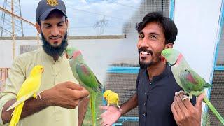 Bolny Wala Raw Parrot Ly Lia 