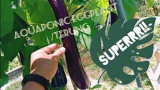 Aquaponic eggplant @ Terung akuaponik