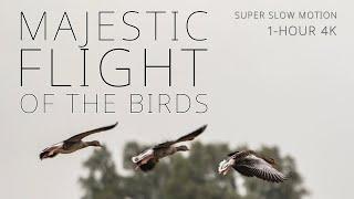 Majestic Flight of the Birds  a 1-hour Film in 4K Super Slow Motion