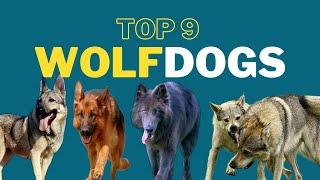 9 Amazing Wolf Dog Breeds That Resemble Wild Wolves
