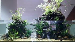 Paludarium - Bể bán cạn 2 hòn đảo