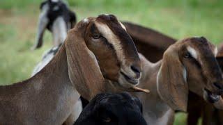 Англо-нубийские козы и голубика  «Край аграрный»
