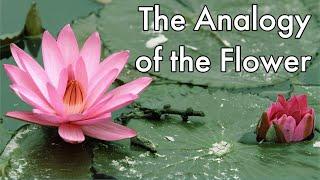 The Analogy of the Flower