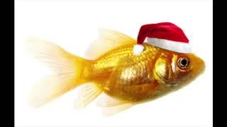 Vilma the Xmas Goldfish