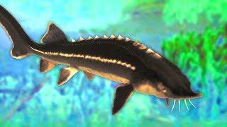 Catching Huge Prehistoric Dinosaur Fish in The Fisherman Fishing Planet