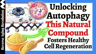 Unlocking Autophagy This NATURAL Compound Fosters Healthy Cell Regeneration