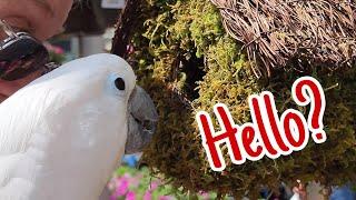 Curious Cockatoo Looks For Tweety Birds In Home Depot