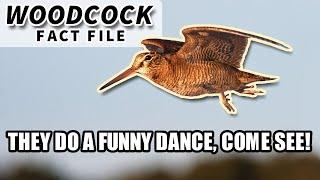 Woodcock Facts the BIRD with the FUNNY WALK  Animal Fact Files