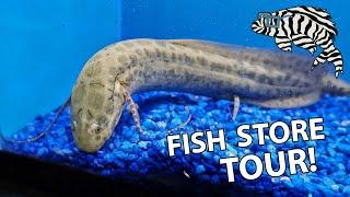 FISH STORE TOUR World of Pets