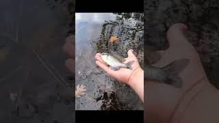 Little fish swimming back