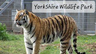 Yorkshire Wildlife Park 4k 2023 Doncaster Uk Zoo Tour Animal Footage Lions Tigers Bears Giraffes