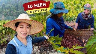 Iu Mien Lifestyle EP.48  Iu Mien Coffee farm Ban Namphan Nan