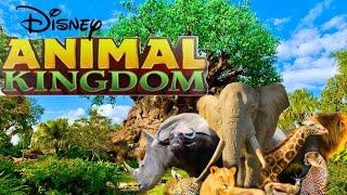 Previewing Animals At Disneys Animal Kingdom For Your 2024 Trip