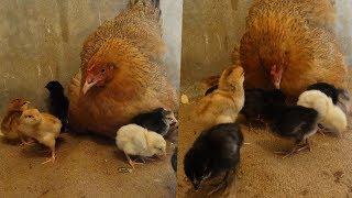 Mother hen calling her chicks very sweetly