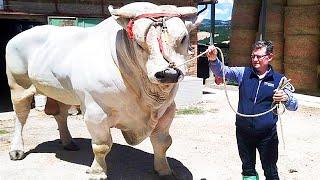 The Biggest Bulls of Chianina breed in the world  Worlds biggest cattle breed