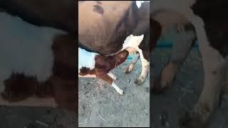Корова с телёнком.
