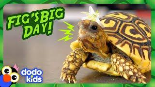 Baby Tortoise Wears Flower Hats And Goes On Adventures  Dodo Kids