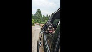 Puppy Dog Head out of Car Window