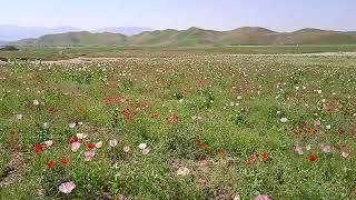 جاهای سرسبز افغانستان در فصل بهار ۱۴۰۱