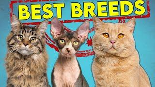 These Are The Best and Worst Cat Breeds For First Time Owners - Updated