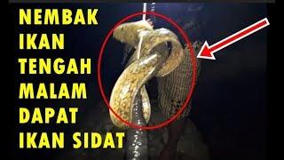 Nembak Ikan Tengah Malam Dapat Ikan Sidat