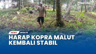 Petani Kelapa di Halmahera Utara Berharap Tahun 2023 Harga Kopra Bisa Naik