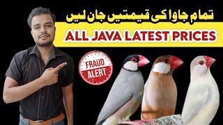 java sparrow Price fraud Alert  Java finch New Price List