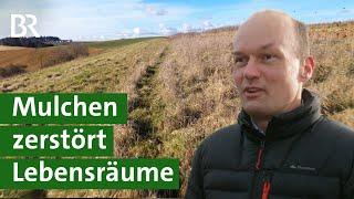 EU-Bürokratie Mulchen auf Stilllegungsflächen zerstört Lebensraum für Insekten  Unser Land  BR