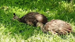 Pfau mit Nachwuchs 2 Küken