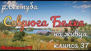 Русская Рыбалка 4 Где КЛюет р Ахтуба Севрюга Белорыбица на живца 29 01 23