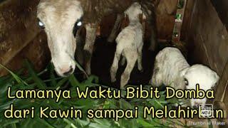 LAMANYA WAKTU BIBIT DOMBA DARI KAWIN SAMPAI MELAHIRKAN