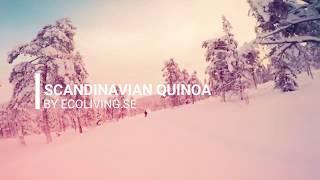 Scandinavian Quinoa - Innovating Organic Farming