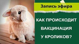 Как происходит вакцинация кроликов