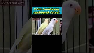 3 Jenis Lovebird banyak dicari #videoshort #jenislovebird #kicaugalaxy