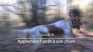 Chiens de chasse #8  Apprendre larrêt à son chien