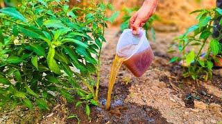 I pour this mixture into my tomatoes cucumbers and eggplants and grow like crazy in no time