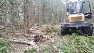 spruce forest before and after second thinning.