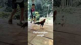 anak kecil bertarung dengan ayam bangkok