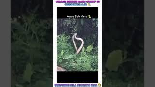 Yana hilang di makan ular koneng