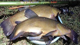 A bucket of large tench at the evening dawn Float fishing