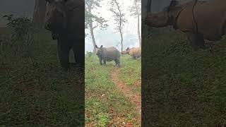 Walking Behind Rhinos at Sauraha animals  Nepal Rhino #Shorts #shortsfeed #shortsvideo