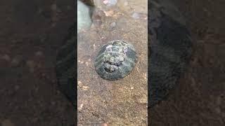 seafood chiton sea creature